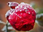 Der erste Winterfrost macht sich auf den letzten Rosenblüten bemerkbar. Foto: dpa